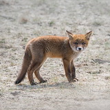 Fox cubs